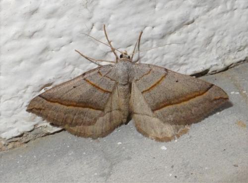 Réf. 232 620 : Scotopteryx sp.